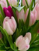 Minijob: Reinigungskraft für Privathaushalt in Fritzlar in 34560