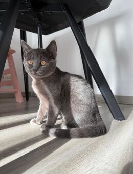 Katze Russisch blau - Heilbronn