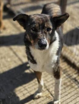 Freundliche Luana sucht Familie - Düsseldorf