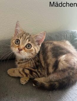 BKH Kitten suchen ein liebevolles Zuhause - Berlin Treptow-Köpenick