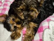 Yorkshire Terrier Welpen mini Rüde - Altomünster