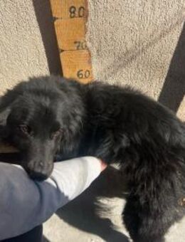 Felix, 4 Jahre, Setter, sucht Zuhause - Schwalmtal (Nordrhein-Westfalen)