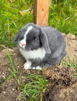 Zwergkaninchen teilweise schon kastriert. Kaninchen - Mettenheim (Bayern)