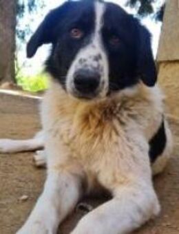 Kuschelmaus Merry - Ellerbek