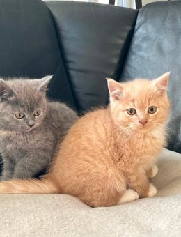 Katzenbabys abzugeben - Obernfeld