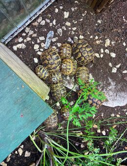 Griechische Landschildkröten NZ 2023 und 2024 suchen neues Zuhause - Oberhausen