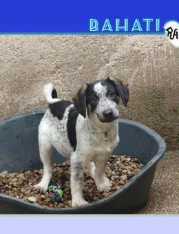 BAHATI - wer schenkt ihm ein Zuhause? - Alfeld (Leine)