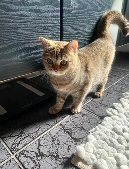 Britisch Kurzhaar Hauskatze in liebevolle Hände abzugeben - Großkrotzenburg