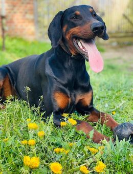 Dobermann Welpen suchen zuhause - Gardelegen (Hansestadt) Berge
