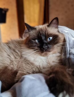 Wunderschöner reinrassiger Ragdoll Kater - Meinerzhagen