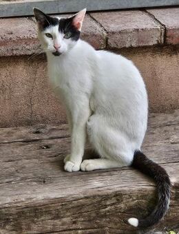 Pablo wünscht sich ein schönes Zuhause - Aichwald