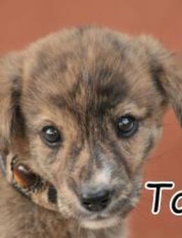 Tomali stellt sich vor🍀 - Essingen (Rheinland-Pfalz)