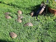 Weibliche Griechische Landschildkröten (THB) - Landshut