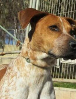 Alex ist sehr kontaktfreudig - Donaueschingen