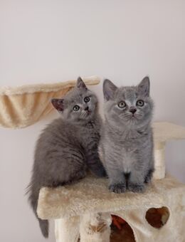 Vier wunderschöne BKH BLH Kitten in Blue (zwei Weibchen sind noch da) - Bergisch Gladbach