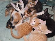 Babykatzen - Ilsede