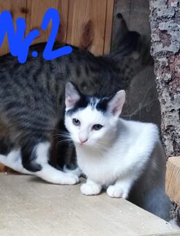 Katzenkinder - Frohburg Zentrum