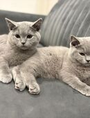 Britisch Kurzhaar Kitten suchen liebevolles Zuhause! 🐾 in 38226