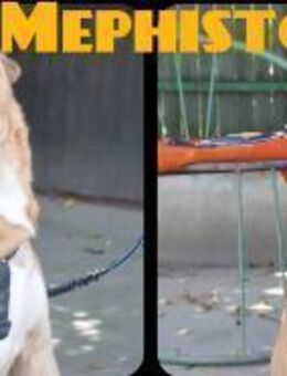 Mephisto- ausgeglichener, junger Rüde - Ellerbek