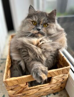 Traum Perserkatze sucht Traumzuhause! - Westerrönfeld