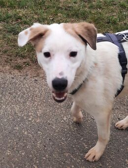 BUDDY - erfahrene Hundemenschen gesucht - Kempen