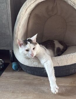 Kater (kastriert) in liebevolle Hände abzugeben - Leipzig