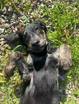 Clea - Notfall ‼️ - Würzburg