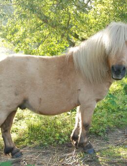 Rothensande Grey Emperor gekörter Sohn v. BIRLING GREY MIRAGE Mini Shetland Sooty Palomino! SPSBS - Felsberg