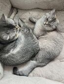 Britisch Kurzhaar Katze/Kater in 23562