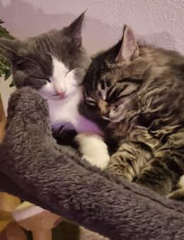 Kitten, Katzenbabys, Kätzchen - Dietramszell