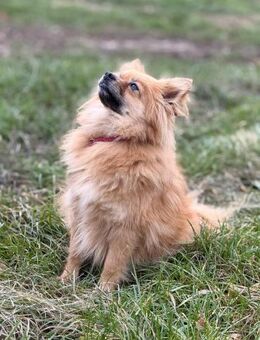 Ich heiße Sweety .... mit Video - Frankfurt (Main)