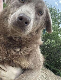 Anka - Kuschelfamilie gesucht - Alfdorf