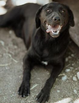 Tolle Ciko - Stuttgart