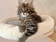 Maine coon Kitten zum Abgabebereit - Liebenau (Niedersachsen)