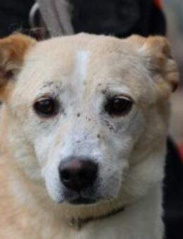 Geona - sehr lieb u. verschmust - Lohra