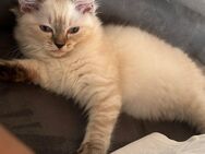 Ragdoll baby Kater - Aach (Baden-Württemberg)