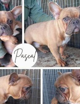 PASCAL PP Baby Bully sucht sein Mensch - Neustadt (Rübenberge)