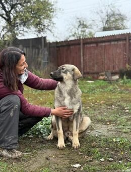 🐶 Sanfter Junghund Bruno 🐶 - Eislingen (Fils)