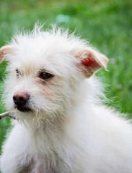 Lilu BR Hundemama sucht Liebe! - Neustadt (Rübenberge)