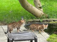 Bengal Kater Reinrassig - Oberhausen