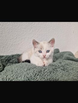 Katzen Kitten BKH SIAM - Köln