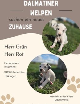 Dalmatiner Welpen - 2 Rüden Schwarz/ Weiß aus liebevoller Hobbyzucht - Niederbösa