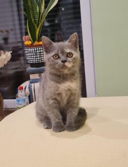 BKH Britischen Katzen - Hürth