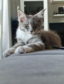 Reinrassige Maine Coon Dame - Zweibrücken