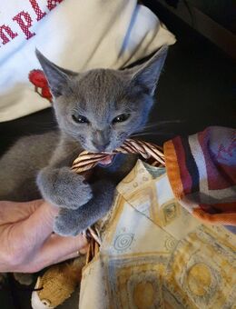 Russisch Blau Kitten vom Züchter - Neustadt (Donau)