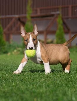 Zauberhafte, freundliche Mini Bully's Welpen - Düsseldorf