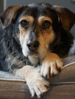 Unkomplizierter Buddy in Hattingen! - Weiterstadt