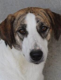 Mariela, geb. ca. 02/2022, GRIECHENLAND - Markdorf