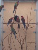 Naturfarbene Pennantsittiche abzugeben in 09456