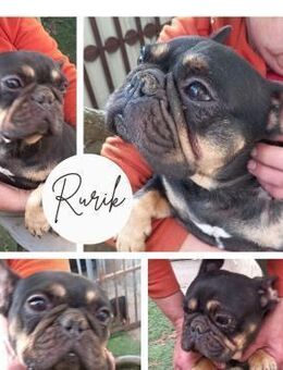 RURIK PP ein Schatz mit großem Herz - Neustadt (Rübenberge)